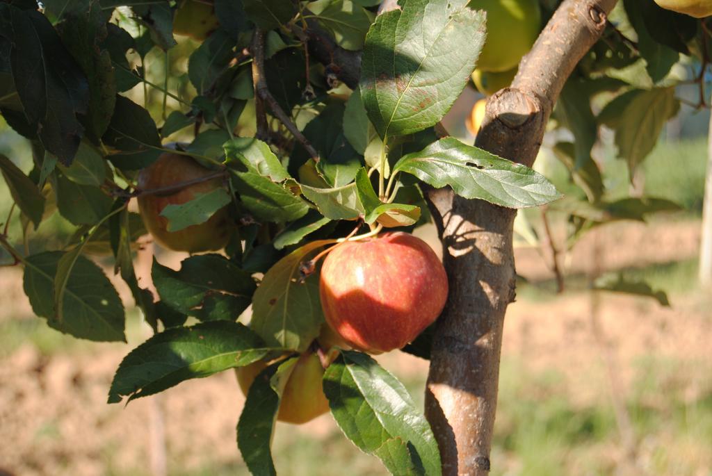 Cascina Bosco Gerolo Βίλα Rivergaro Εξωτερικό φωτογραφία